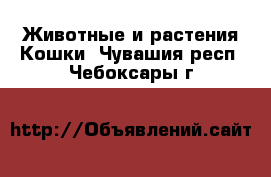 Животные и растения Кошки. Чувашия респ.,Чебоксары г.